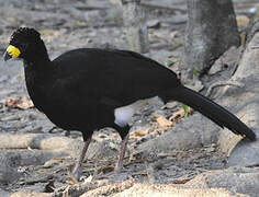 Bare-faced Curassow