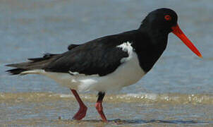 Pied Oystercatcher