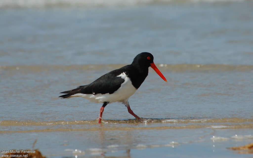 Pied Oystercatcher