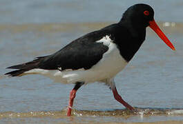 Pied Oystercatcher