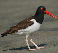 American Oystercatcher