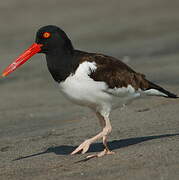 American Oystercatcher