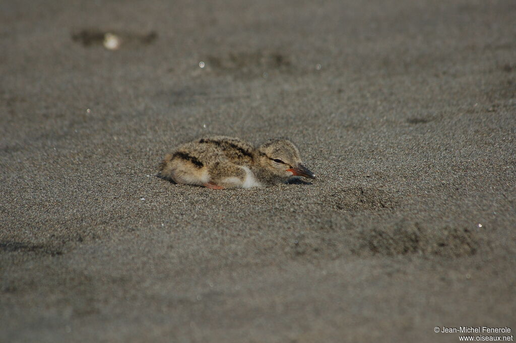 American Oystercatcherjuvenile