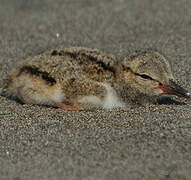 American Oystercatcher