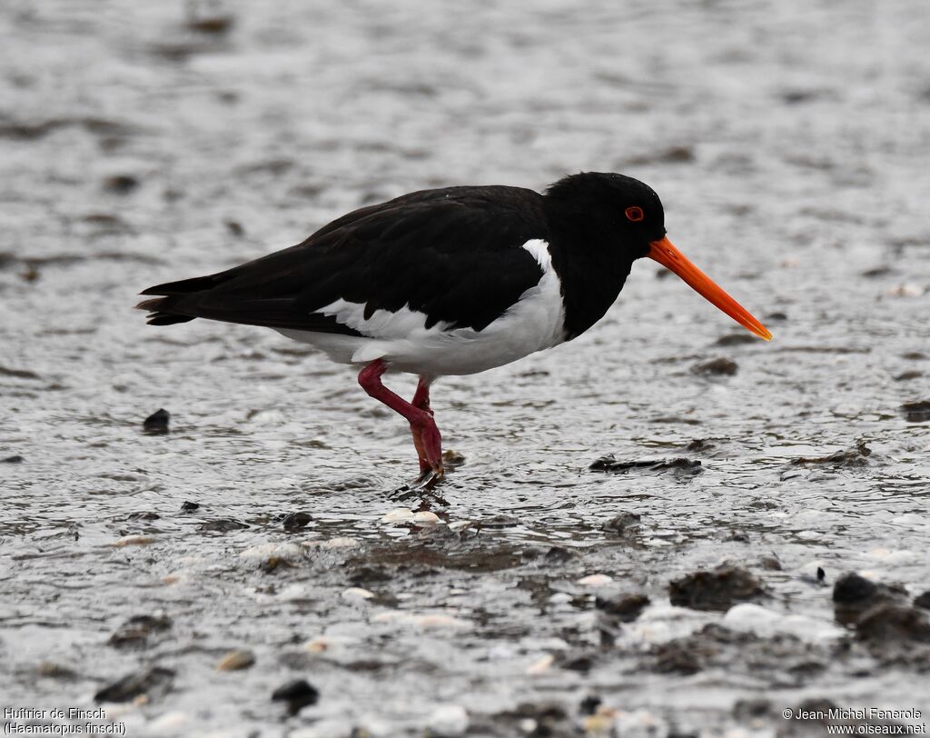 South Island Oystercatcher