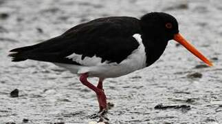 South Island Oystercatcher