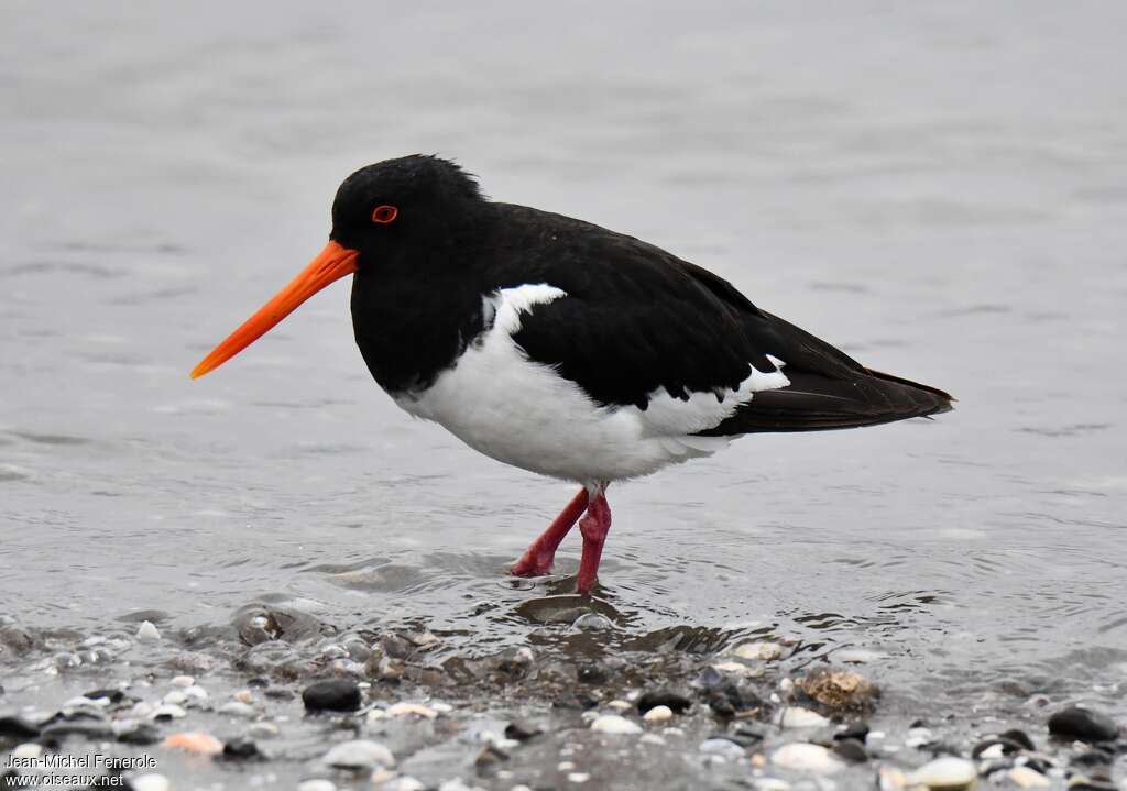 South Island Oystercatcheradult, identification