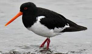 South Island Oystercatcher