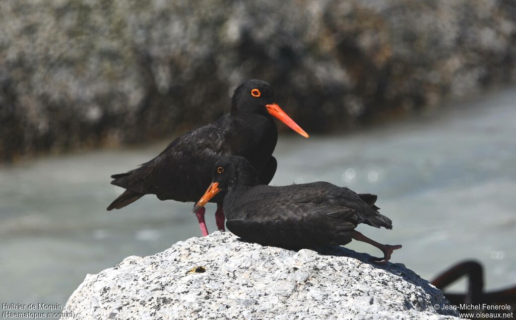 African Oystercatcher