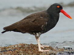 Blackish Oystercatcher