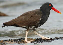 Blackish Oystercatcher