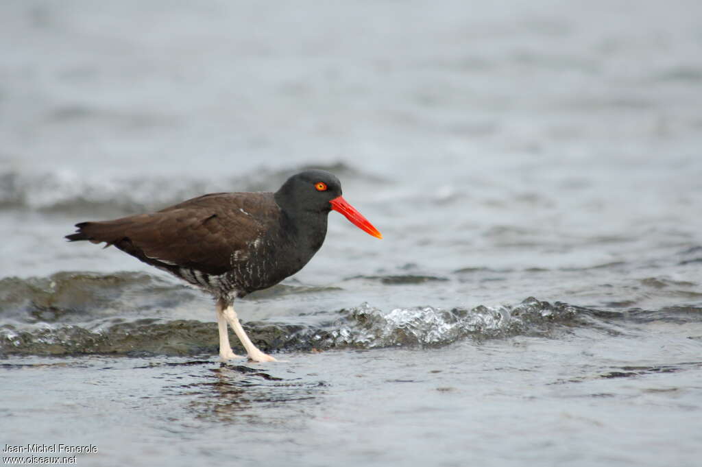 Blackish Oystercatcheradult post breeding, identification