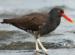 Blackish Oystercatcher