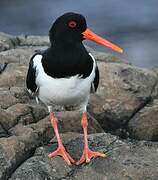 Eurasian Oystercatcher