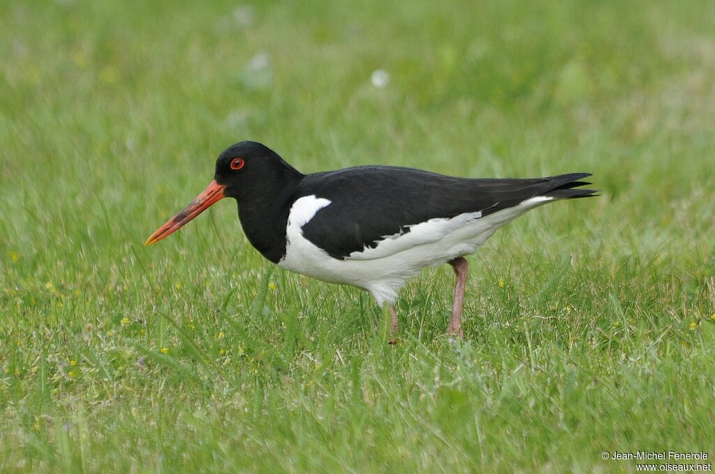 Eurasian Oystercatcher