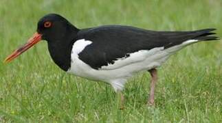 Eurasian Oystercatcher