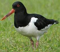 Eurasian Oystercatcher