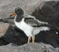 Eurasian Oystercatcher