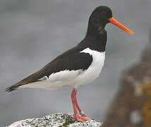 Eurasian Oystercatcher