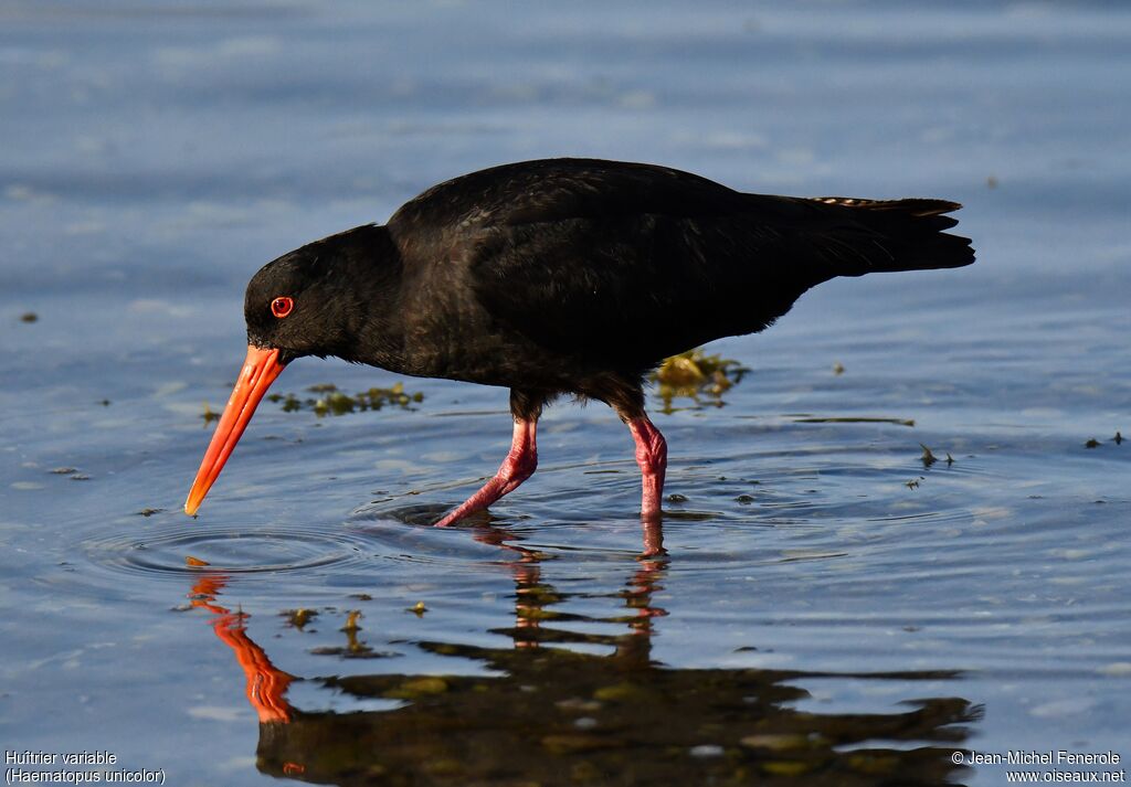 Variable Oystercatcher