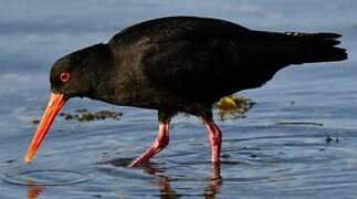 Variable Oystercatcher