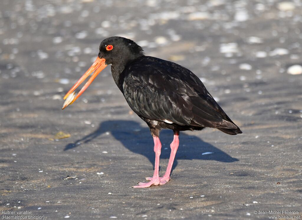 Variable Oystercatcher