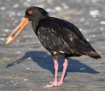 Variable Oystercatcher