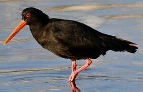 Variable Oystercatcher