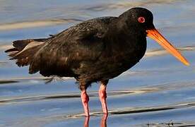 Variable Oystercatcher