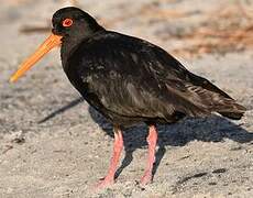 Variable Oystercatcher