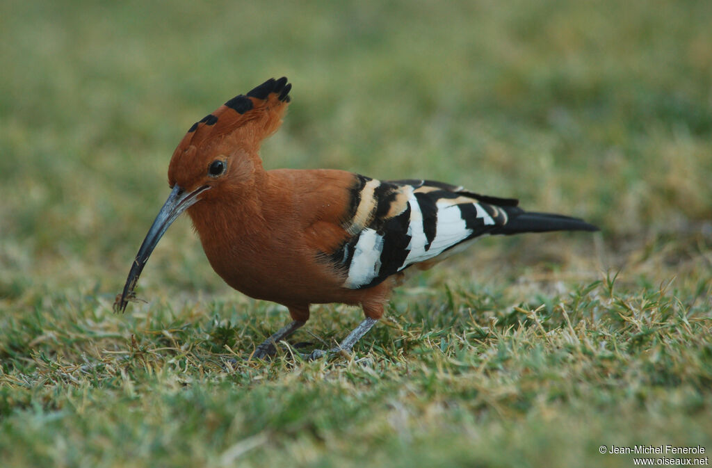 Huppe d'Afrique, identification