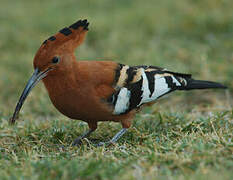 African Hoopoe