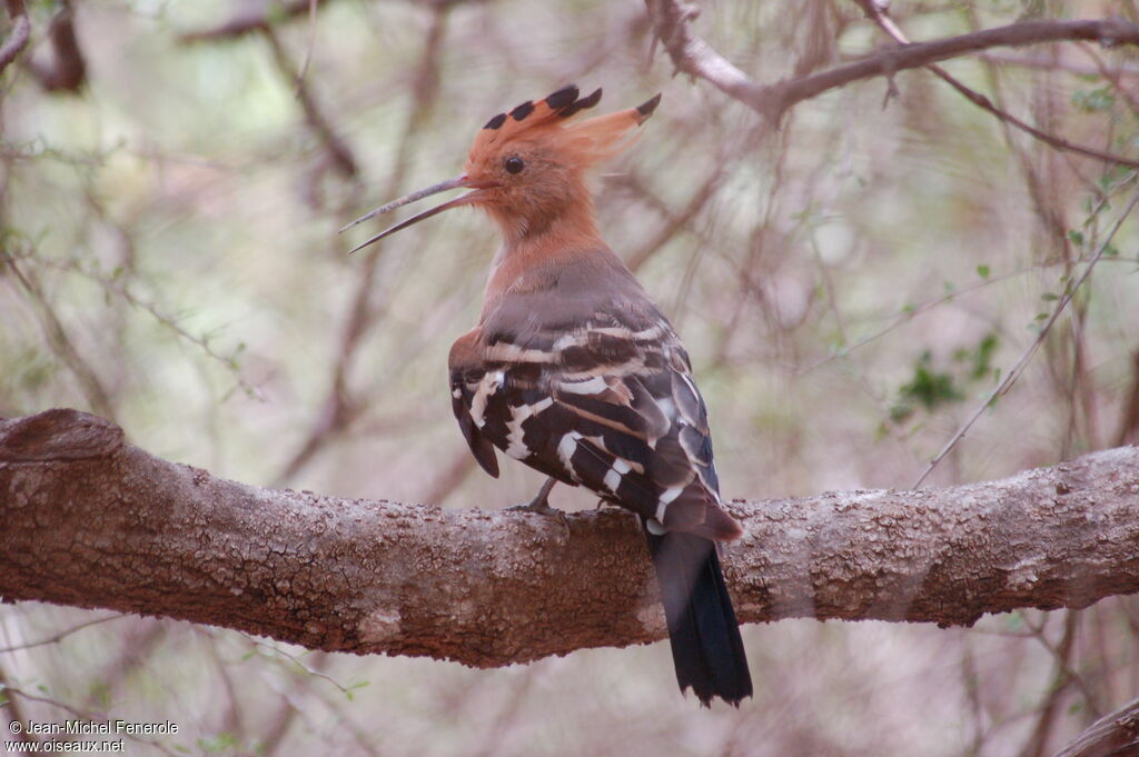 Madagascan Hoopoeadult, identification