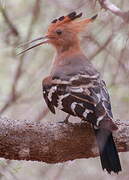 Madagascan Hoopoe