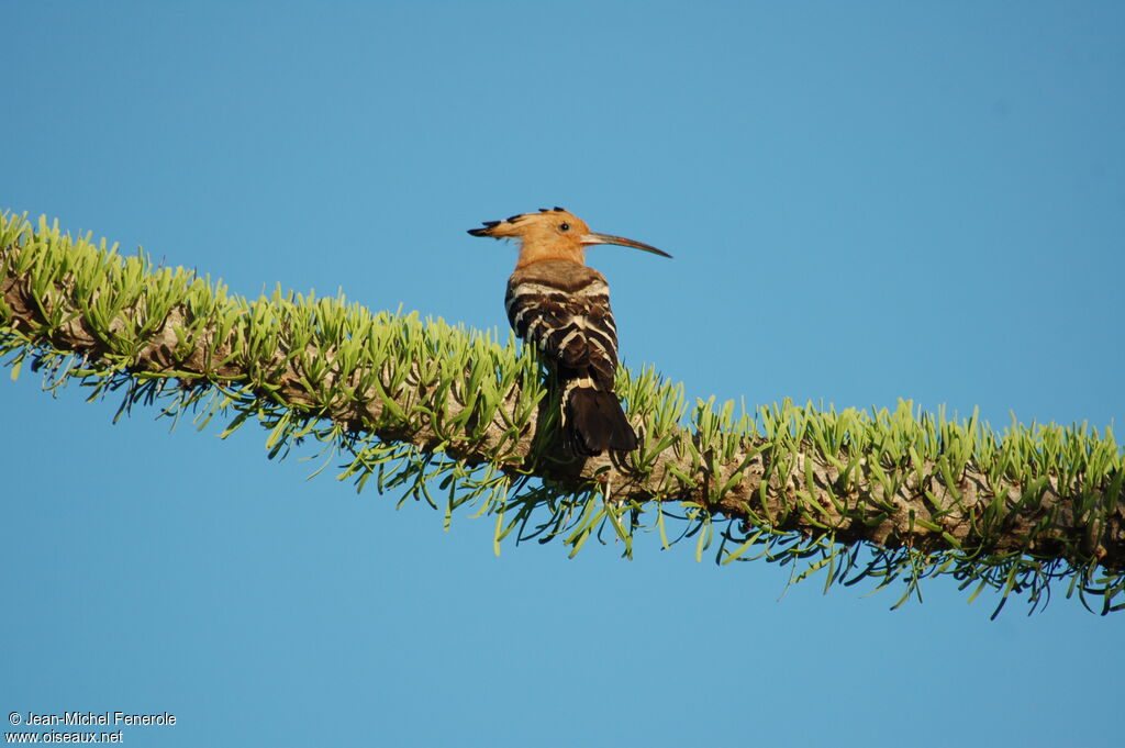 Huppe de Madagascar