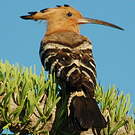 Huppe de Madagascar