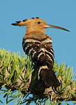 Huppe de Madagascar