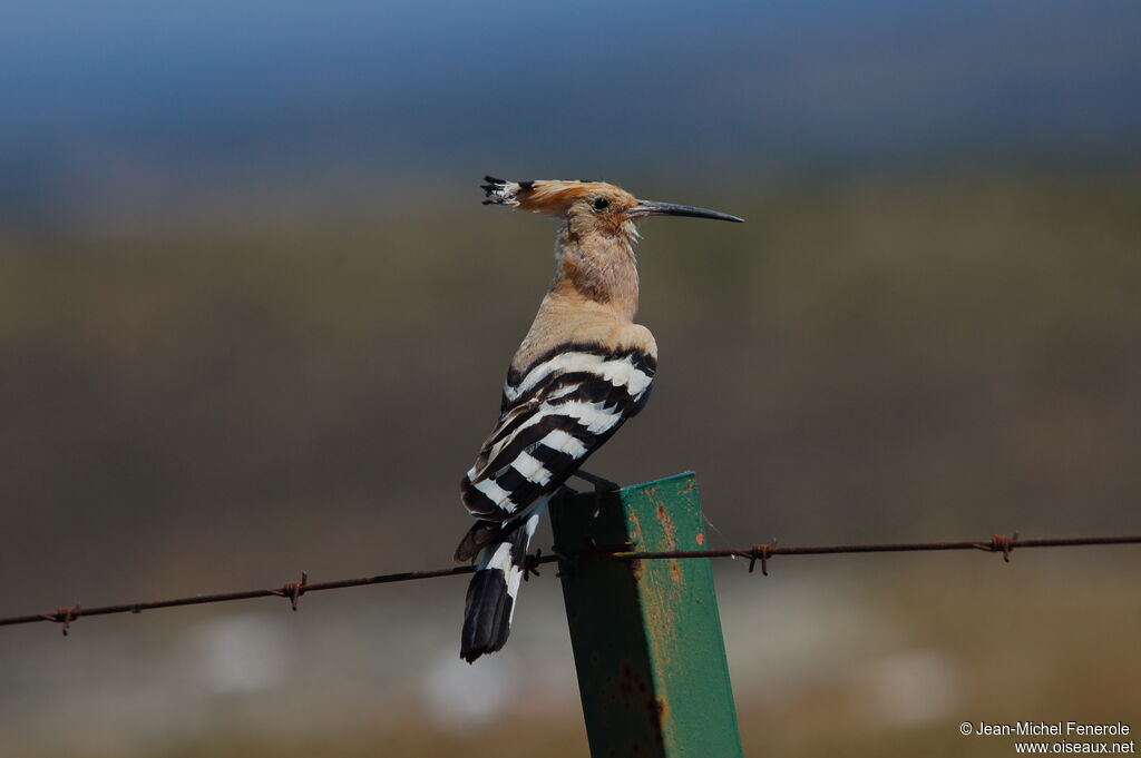 Eurasian Hoopoe, song