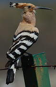 Eurasian Hoopoe