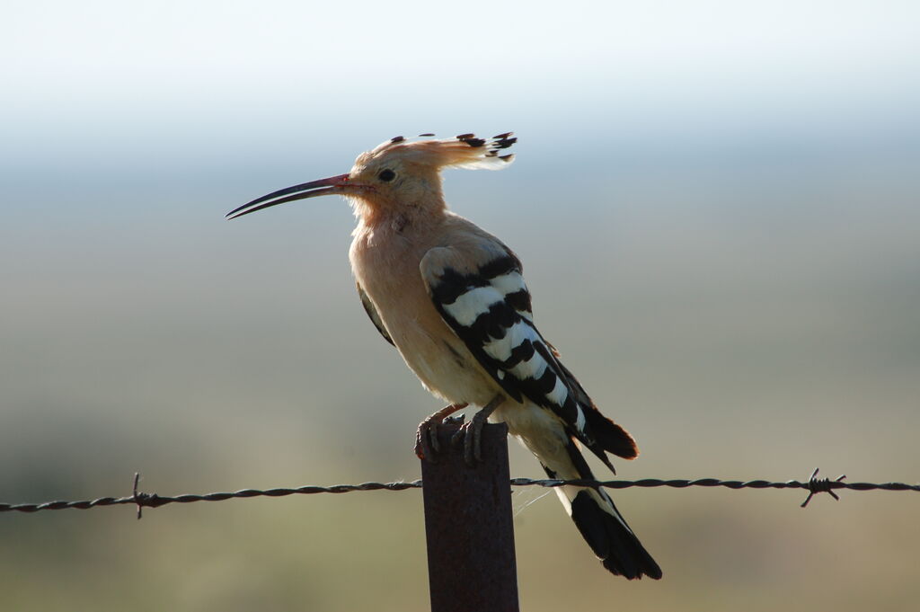 Eurasian Hoopoe, song