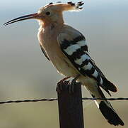 Eurasian Hoopoe