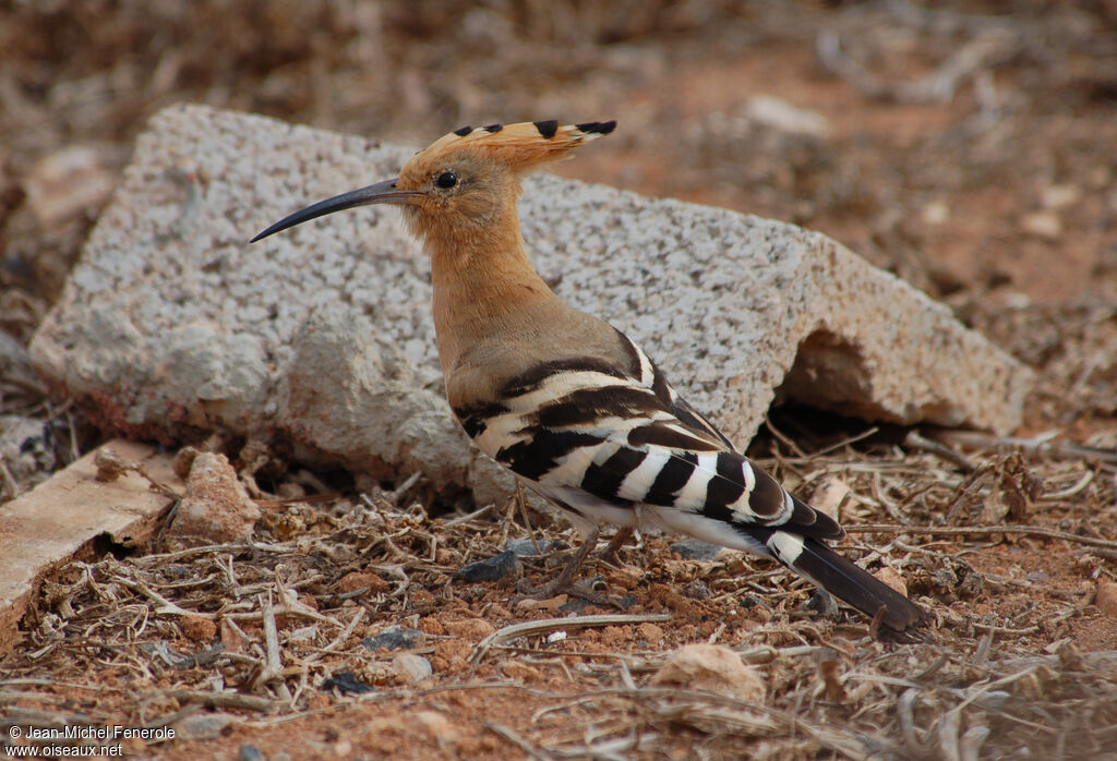 Eurasian Hoopoe