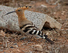 Eurasian Hoopoe