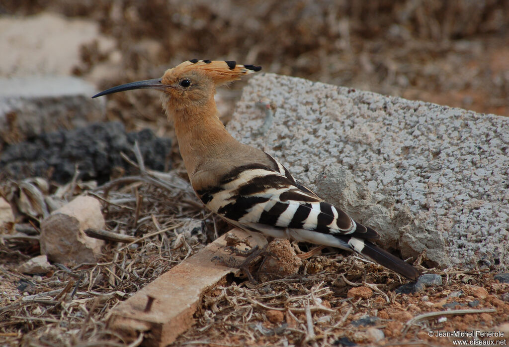 Eurasian Hoopoe