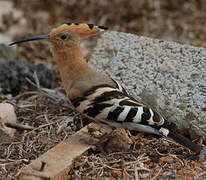 Eurasian Hoopoe