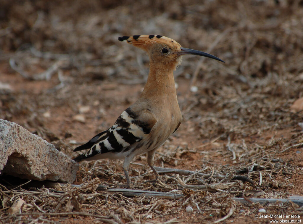 Eurasian Hoopoe