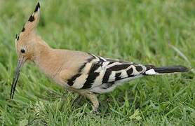 Eurasian Hoopoe