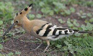 Eurasian Hoopoe