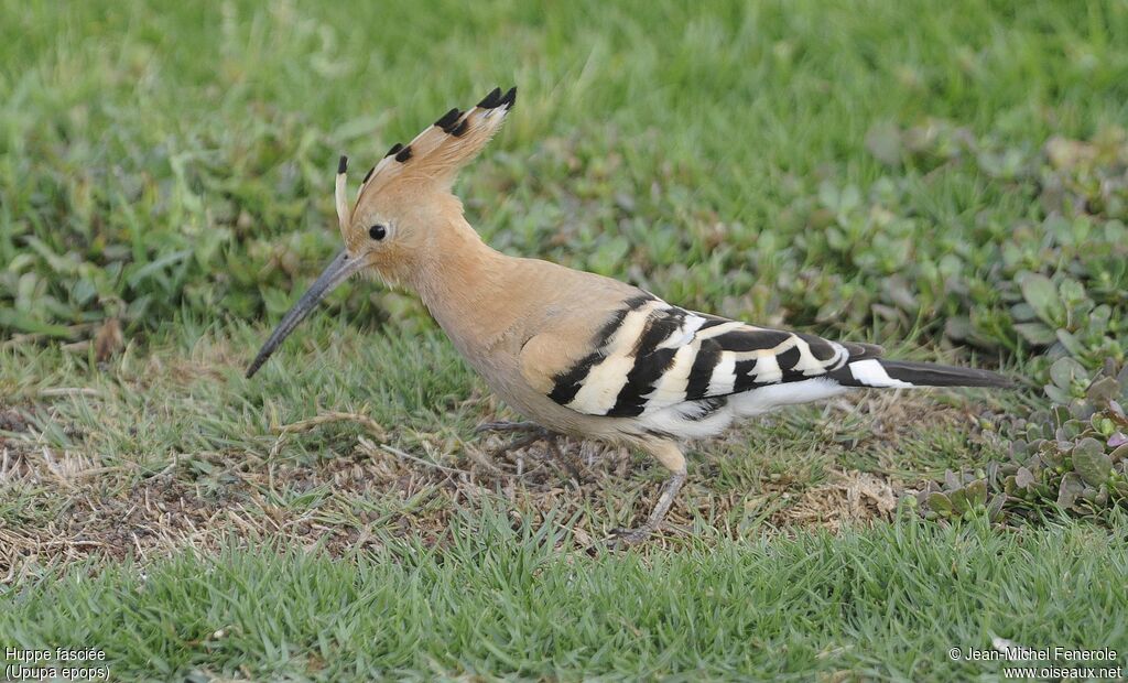 Eurasian Hoopoe