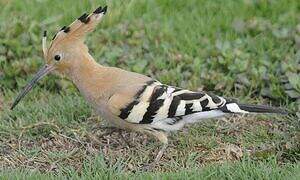 Eurasian Hoopoe